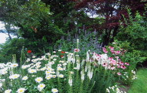English-Cottage-Garden-Flowers
